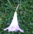 fairy lily, rainflower, zephyr lily, magic lily, Atamasco lily, rain lily,Dave's Garden,زنبق صورتی,ن